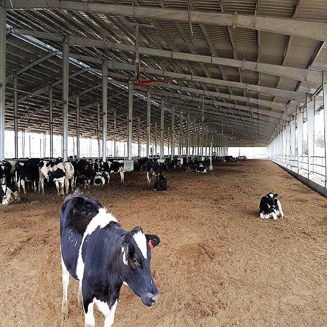 Hot-dipped Galvanized Light Steel Structure Cow Livestock Farm