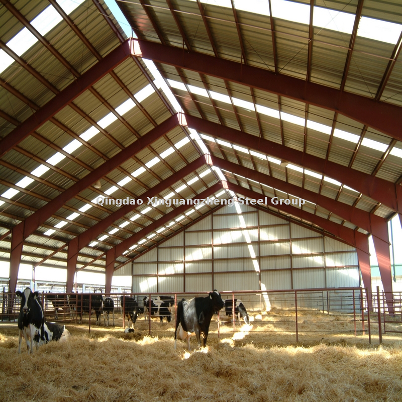 Fabricated steel structure cow shed prefab steel dairy farm shed